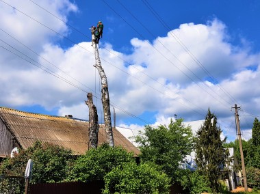 Спиливание ствола дерева частями