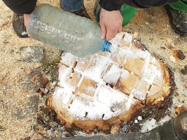 Химическое удаление пня